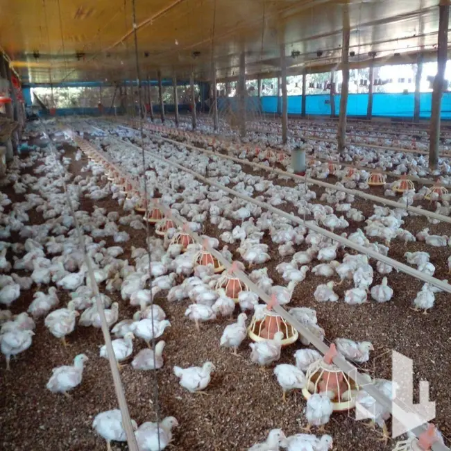 Foto 5 de Sítio / Rancho com 3 quartos à venda, 58000m2 em Itapui - SP