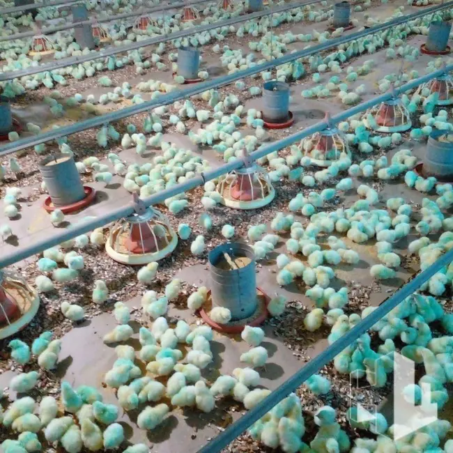 Foto 3 de Sítio / Rancho com 3 quartos à venda, 58000m2 em Itapui - SP