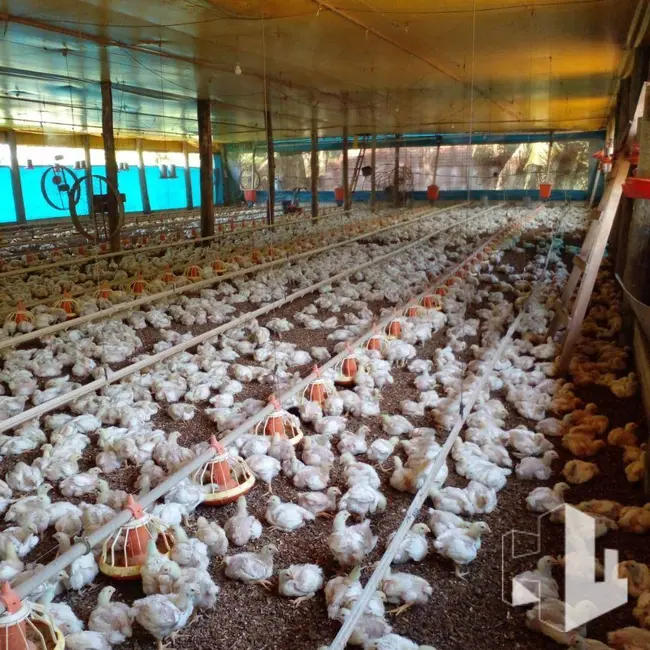 Foto 4 de Sítio / Rancho com 3 quartos à venda, 58000m2 em Itapui - SP