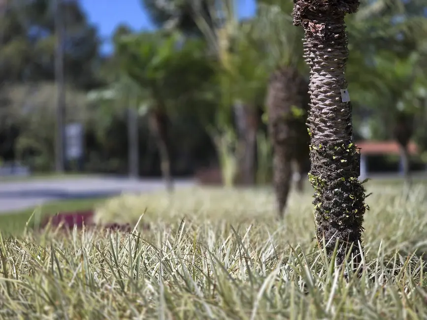 Foto 8 de Terreno / Lote à venda, 675m2 em Riviera de São Lourenço, Bertioga - SP