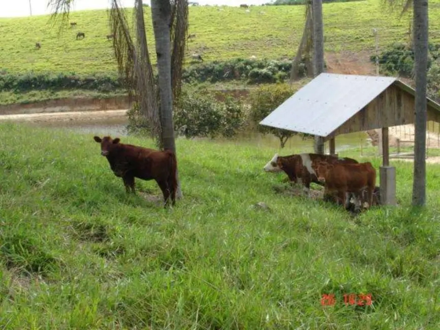 Foto 2 de Fazenda / Haras à venda, 166m2 em Itaipava, Itajai - SC