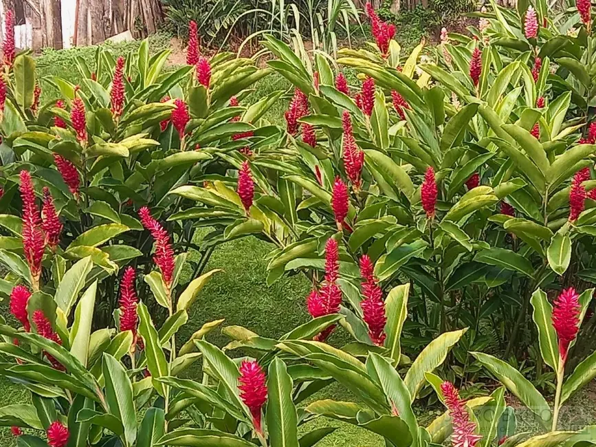 Foto 5 de Casa com 4 quartos à venda, 386m2 em Centro, Ubaitaba - BA