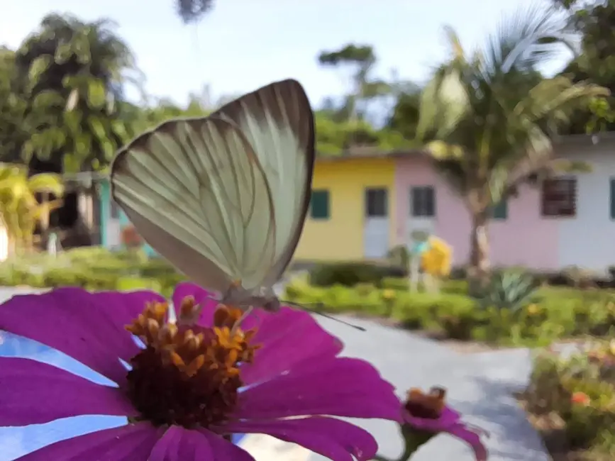 Foto 19 de Chácara à venda, 11000m2 em Iranduba - AM