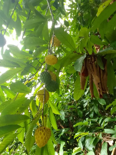 Foto 8 de Terreno / Lote à venda, 150000m2 em Iranduba - AM