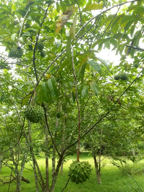 Foto 5 de Terreno / Lote à venda, 150000m2 em Iranduba - AM