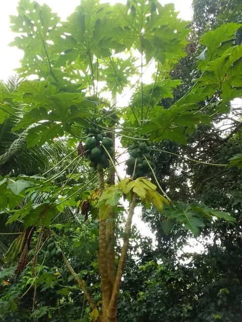 Foto 3 de Terreno / Lote à venda, 150000m2 em Iranduba - AM