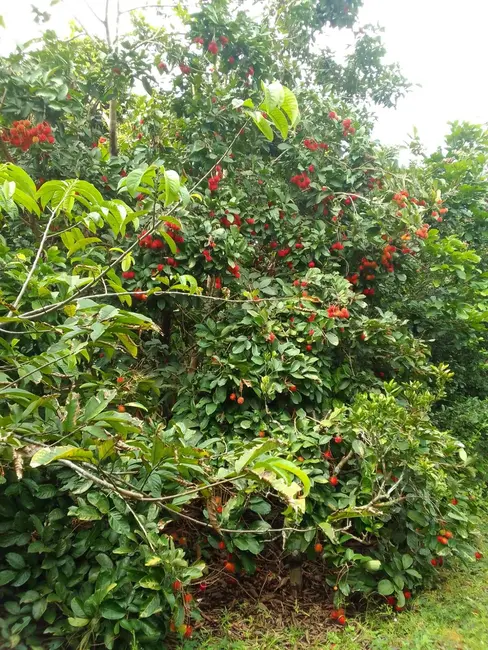 Foto 4 de Terreno / Lote à venda, 150000m2 em Iranduba - AM