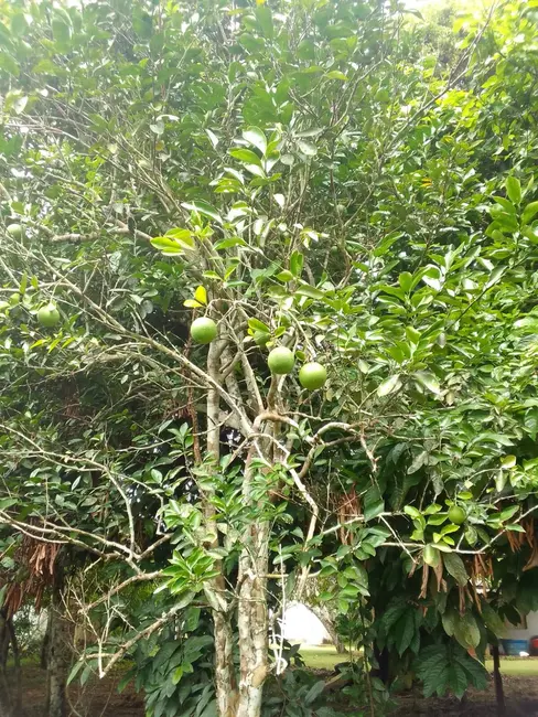 Foto 6 de Terreno / Lote à venda, 150000m2 em Iranduba - AM