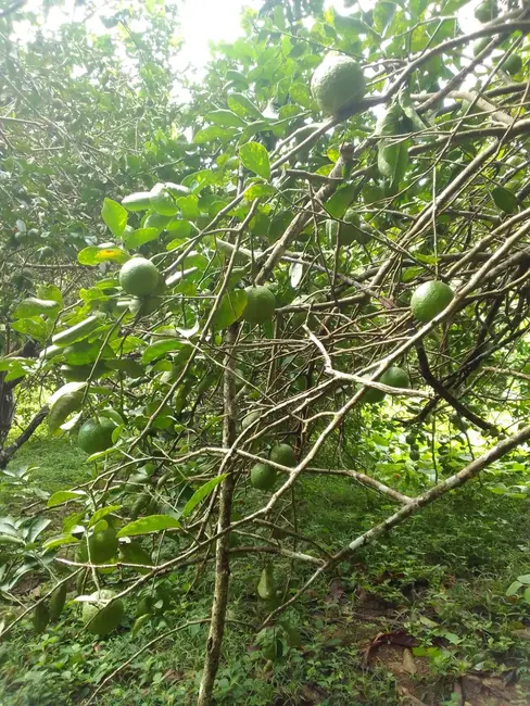 Foto 7 de Terreno / Lote à venda, 150000m2 em Iranduba - AM