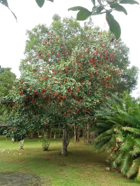 Foto 2 de Terreno / Lote à venda, 150000m2 em Iranduba - AM