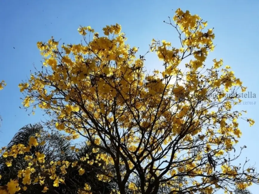 Foto 3 de Chácara com 3 quartos à venda, 10000m2 em Sítio da Moenda, Itatiba - SP