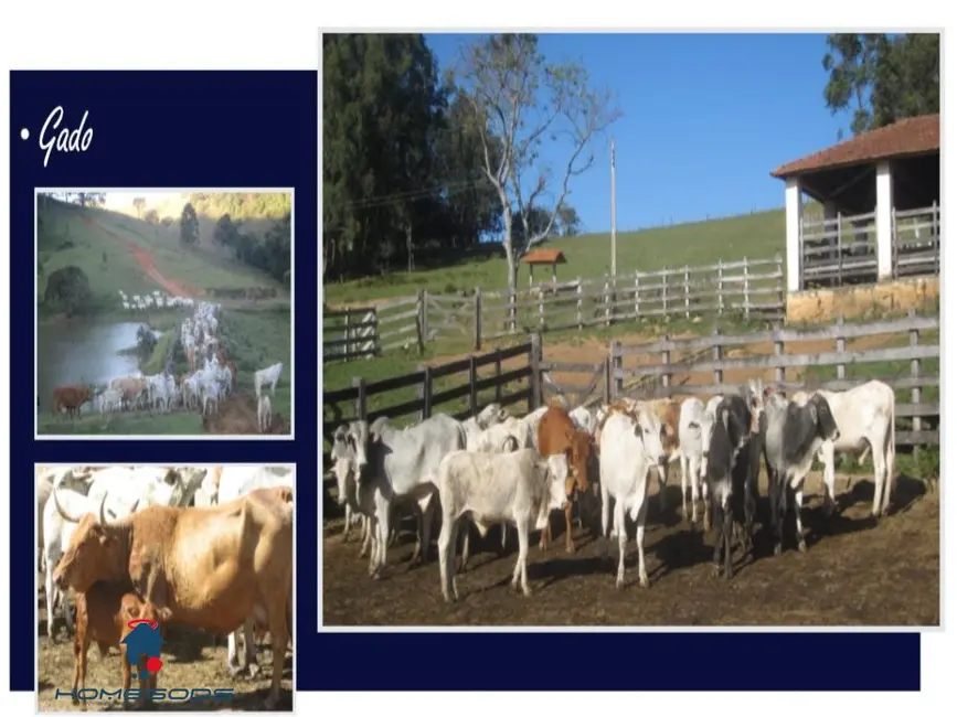 Foto 2 de Fazenda / Haras com 12 quartos à venda, 500m2 em Centro, Itapeva - MG