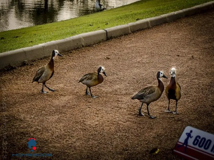 Foto 4 de Terreno / Lote à venda, 947m2 em Marambaia, Vinhedo - SP