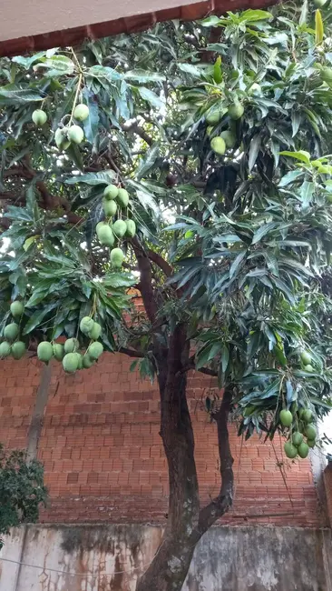 Casa com 2 quartos à venda e para alugar, 269m2 em Jardim Ouro Verde, Bauru - SP - imagem 6 Foto 6 de Casa com 2 quartos à venda e para alugar, 269m2 em Jardim Ouro Verde, Bauru - SP