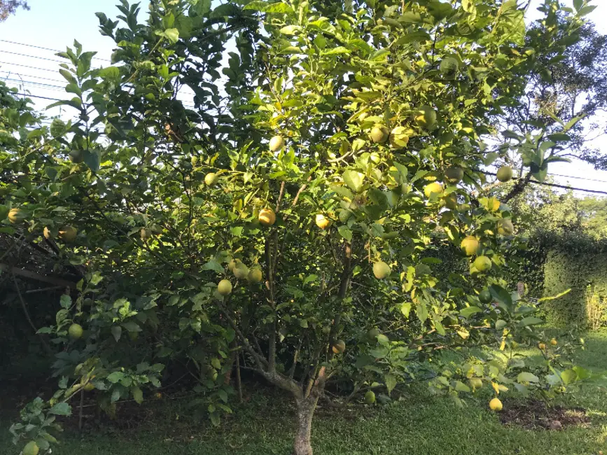 Foto 7 de Sobrado com 4 quartos à venda e para alugar, 458m2 em Curitiba - PR