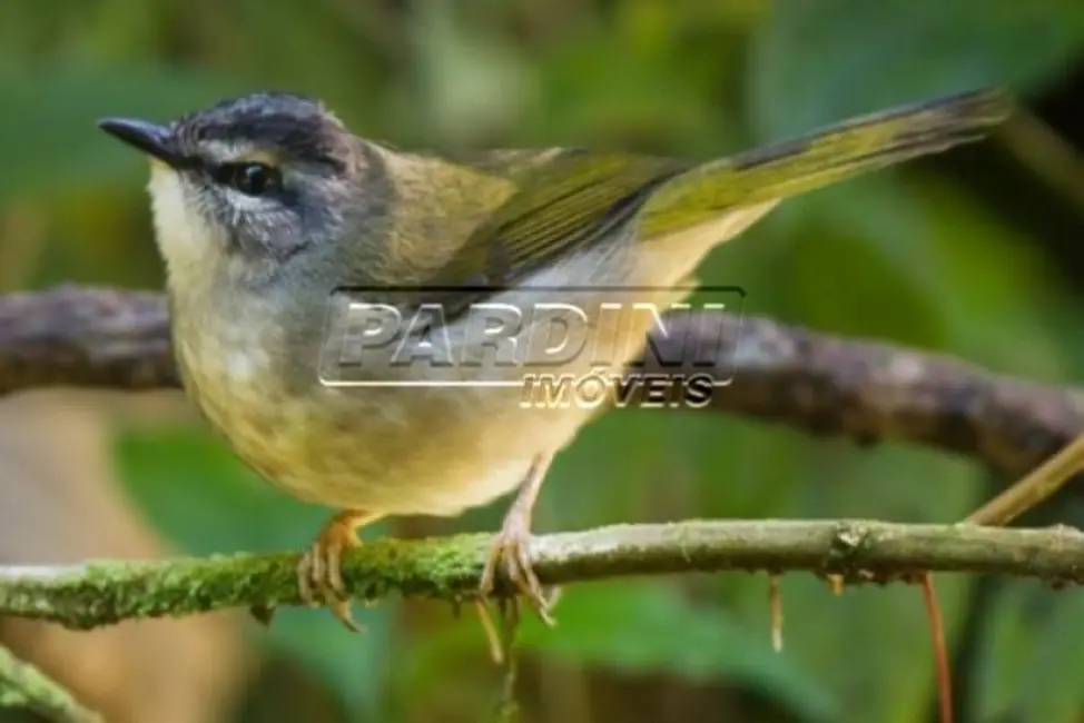 Fazenda / Haras com 8 quartos à venda, 400m2 em Ubatuba - SP - imagem 5 Foto 5 de Fazenda / Haras com 8 quartos à venda, 400m2 em Ubatuba - SP