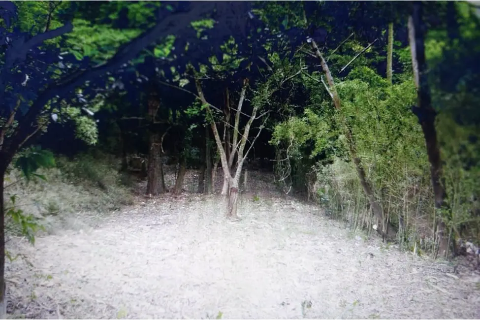 Terreno / Lote à venda em Nonoai, Porto Alegre - RS - imagem 4 Foto 4 de Terreno / Lote à venda em Nonoai, Porto Alegre - RS