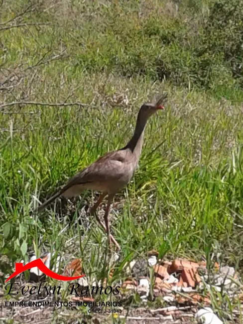 Foto 8 de Chácara com 2 quartos à venda em Piedade - SP