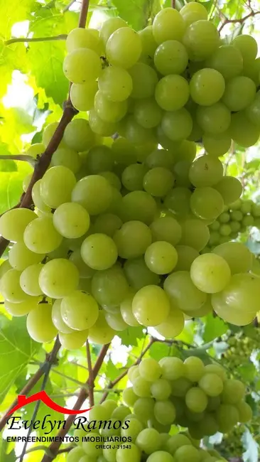 Foto 6 de Chácara com 3 quartos à venda em Salto De Pirapora - SP