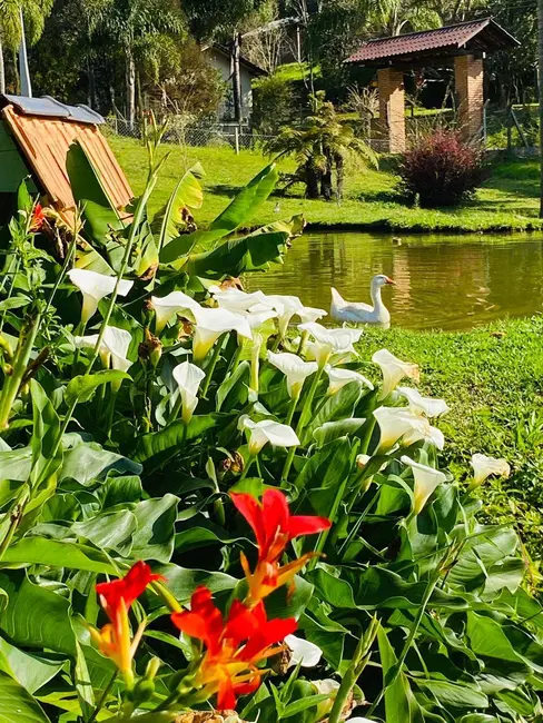 Chácara com 4 quartos à venda em Rio Vermelho Povoado, Sao Bento Do Sul - SC - imagem 3 Foto 3 de Chácara com 4 quartos à venda em Rio Vermelho Povoado, Sao Bento Do Sul - SC