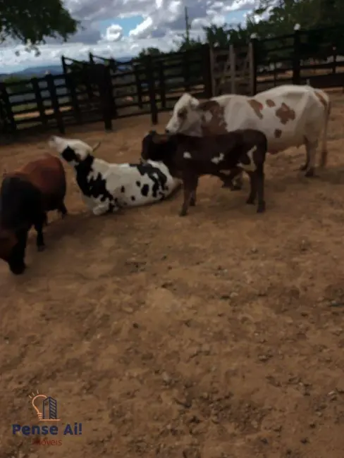 Foto 4 de Fazenda / Haras à venda, 4400000m2 em Nova Itarana - BA