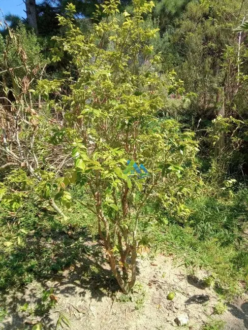 Foto 6 de Chácara com 2 quartos à venda, 3600m2 em Agudos Do Sul - PR