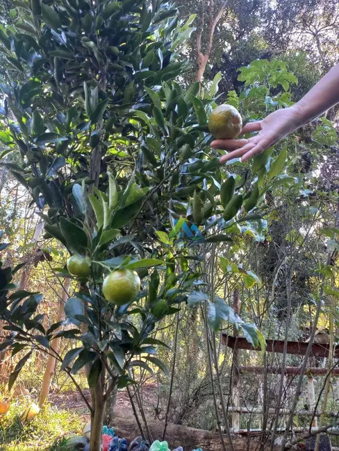 Foto 4 de Chácara com 3 quartos à venda, 5400m2 em Quitandinha - PR