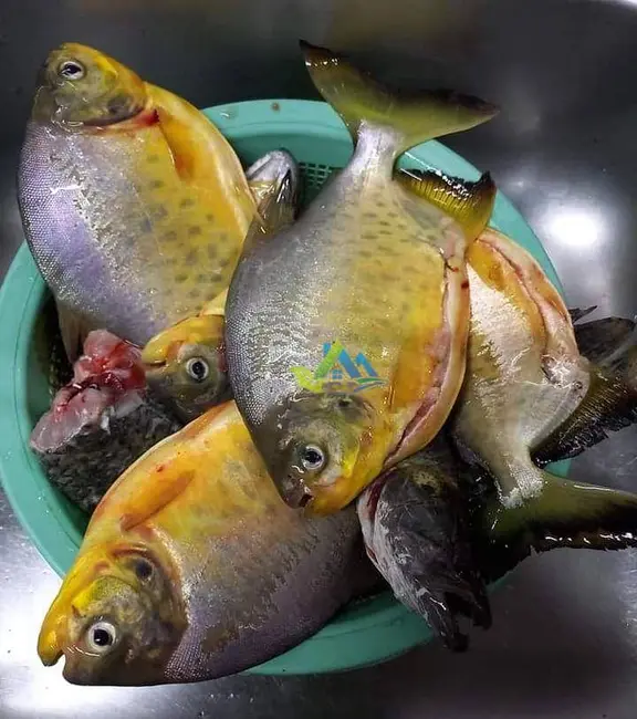 Foto 3 de Chácara com 3 quartos à venda, 5400m2 em Quitandinha - PR