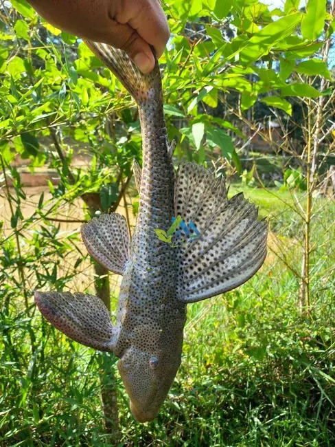 Foto 7 de Chácara com 3 quartos à venda, 5400m2 em Quitandinha - PR