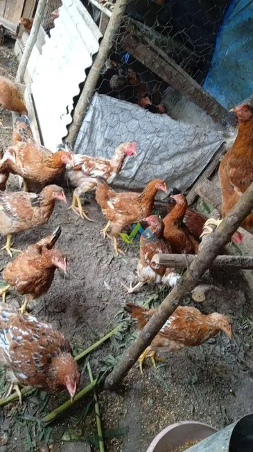 Casa com 3 quartos à venda, 400m2 em Paranagua - PR - imagem 6 Foto 6 de Casa com 3 quartos à venda, 400m2 em Paranagua - PR