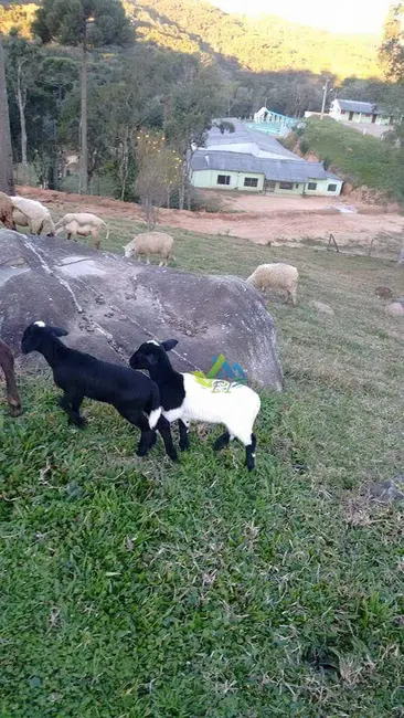 Chácara com 30 quartos à venda, 85000m2 em Mandirituba - PR - imagem 7 Foto 7 de Chácara com 30 quartos à venda, 85000m2 em Mandirituba - PR