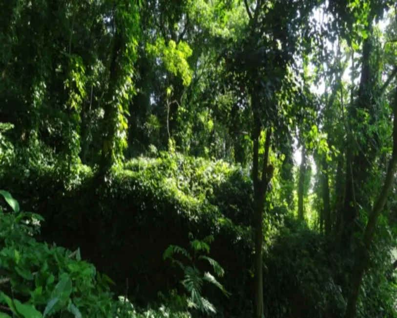 Terreno / Lote à venda, 5515m2 em Itanhangá, Rio De Janeiro - RJ - imagem 4 Foto 4 de Terreno / Lote à venda, 5515m2 em Itanhangá, Rio De Janeiro - RJ