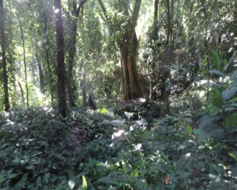 Foto 8 de Terreno / Lote à venda, 9615m2 em Itanhangá, Rio De Janeiro - RJ