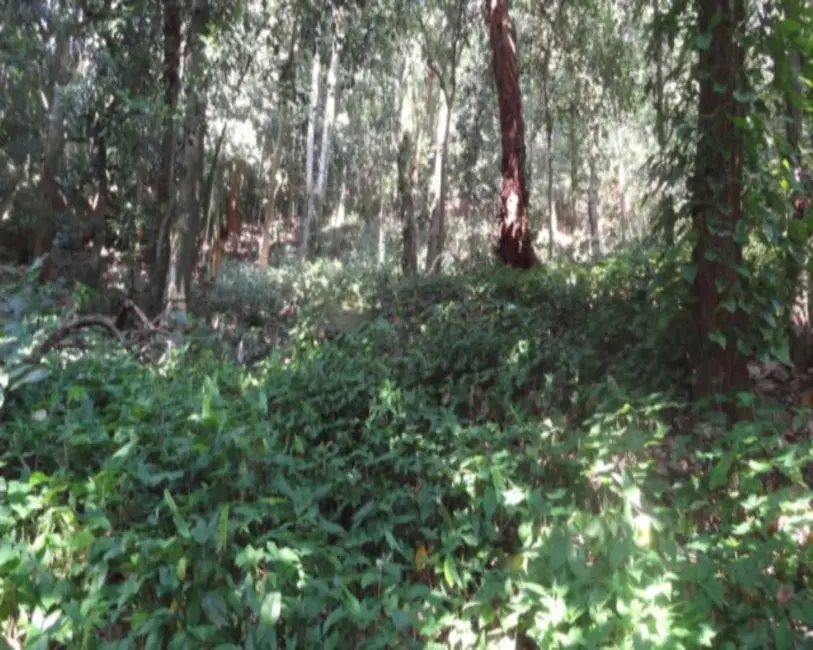 Foto 4 de Terreno / Lote à venda, 9615m2 em Itanhangá, Rio De Janeiro - RJ