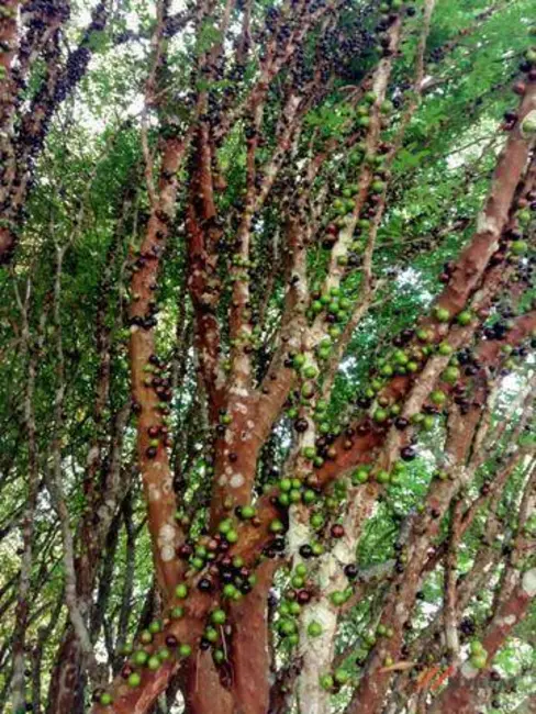 Foto 6 de Sítio / Rancho com 3 quartos à venda, 81500m2 em Ibiuna - SP