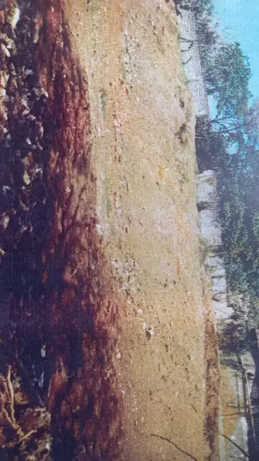 Foto 7 de Terreno / Lote à venda, 1445m2 em Vila Tramontano, São Paulo - SP