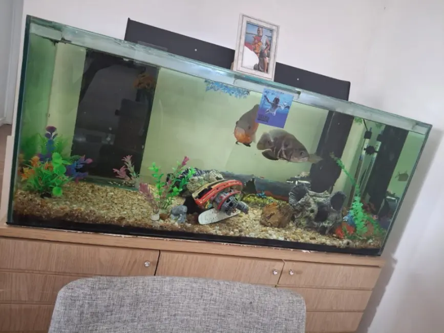 Foto 44 de Apartamento com 3 quartos para alugar, 82m2 em Mooca, São Paulo - SP