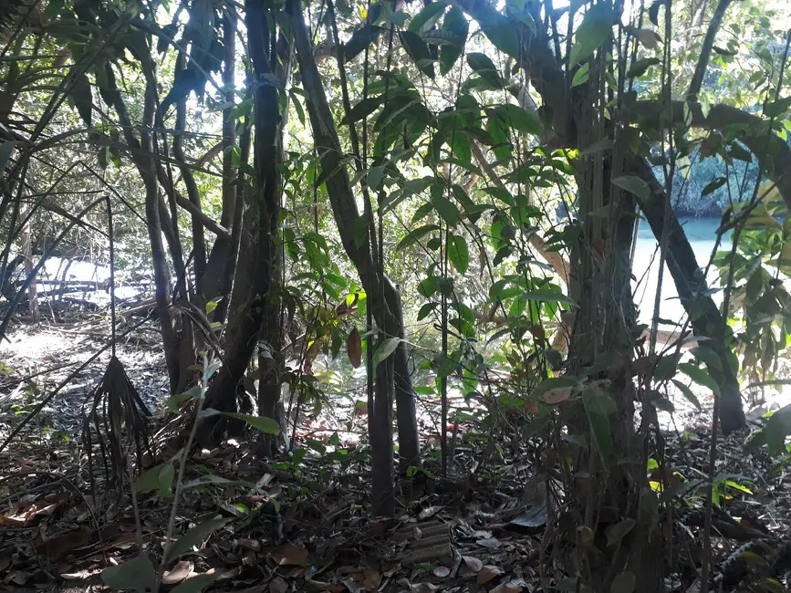 Chácara à venda e para alugar, 20170m2 em Lucas Do Rio Verde - MT - imagem 6 Foto 6 de Chácara à venda e para alugar, 20170m2 em Lucas Do Rio Verde - MT