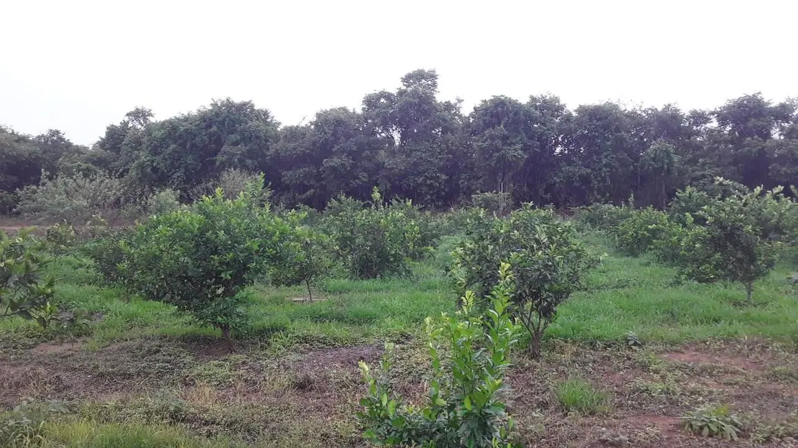 Chácara com 3 quartos à venda em Sorriso - MT - imagem 4 Foto 4 de Chácara com 3 quartos à venda em Sorriso - MT