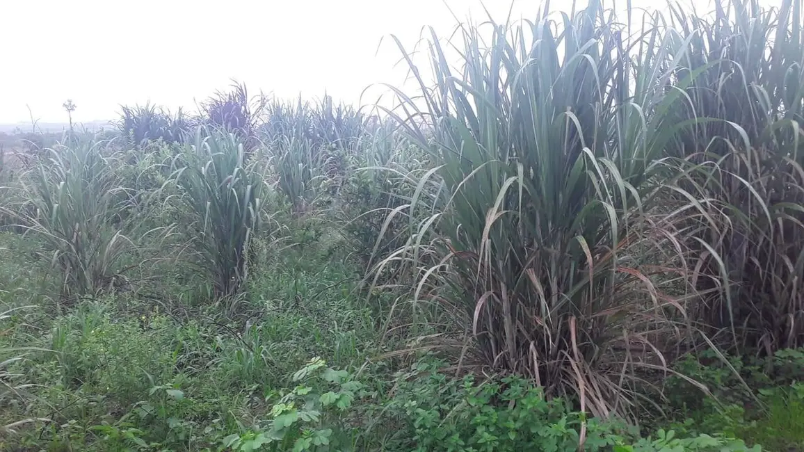 Foto 1 de Chácara com 3 quartos à venda em Sorriso - MT