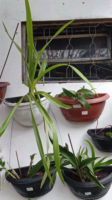 Casa com 2 quartos à venda e para alugar, 450m2 em Sorriso - MT - imagem 3 Foto 3 de Casa com 2 quartos à venda e para alugar, 450m2 em Sorriso - MT