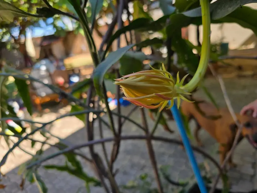 Foto 5 de Casa com 3 quartos para alugar em Jardim Paraíso, Sinop - MT