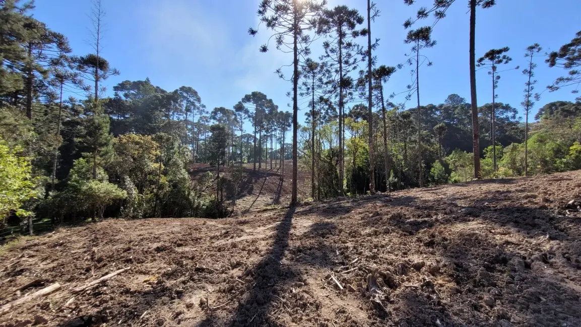Foto 6 de Terreno / Lote à venda, 20000m2 em Campo Alegre - SC