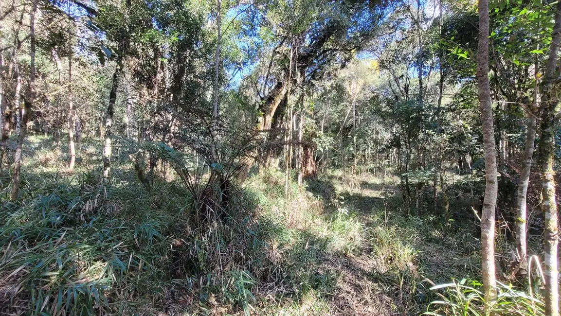 Terreno / Lote à venda, 145200m2 em Centenário, Sao Bento Do Sul - SC - imagem 9 Foto 9 de Terreno / Lote à venda, 145200m2 em Centenário, Sao Bento Do Sul - SC