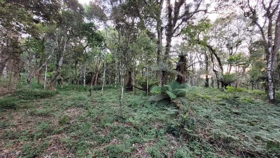 Foto 9 de Terreno / Lote à venda, 2000m2 em Centenário, Sao Bento Do Sul - SC
