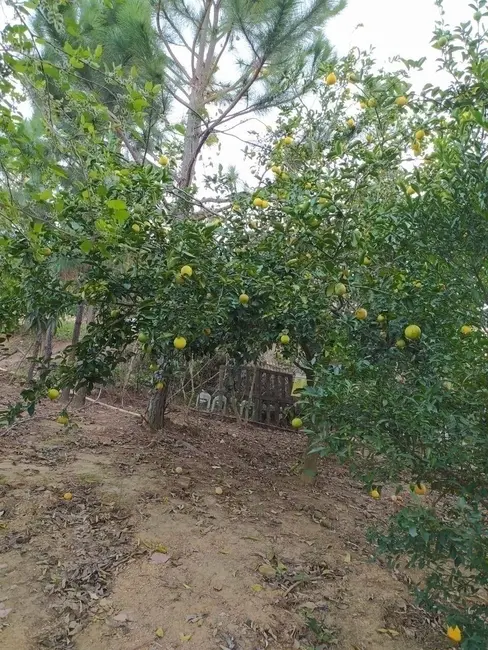 Foto 1 de Chácara com 1 quarto à venda, 10000m2 em Piedade - SP