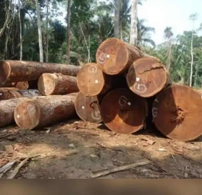 Foto 6 de Fazenda / Haras à venda, 150000m2 em Centro, Aripuana - MT