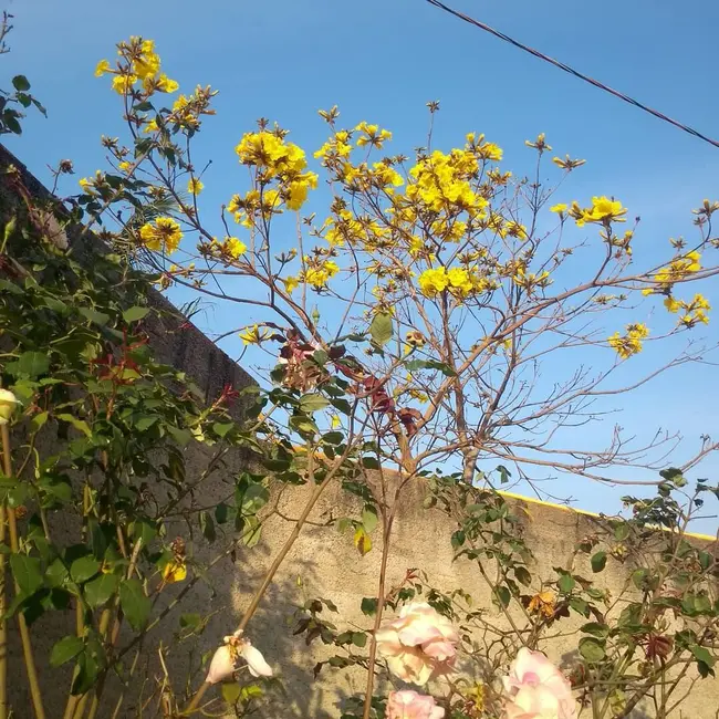 Foto 5 de Chácara com 2 quartos à venda, 1200m2 em Piedade - SP