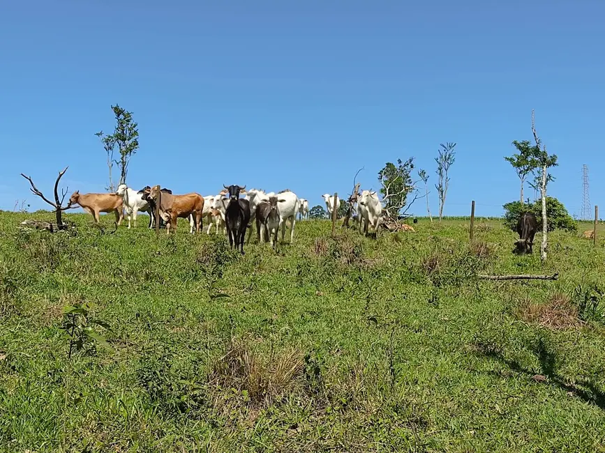 Sítio / Rancho com 3 quartos à venda, 169400m2 em Alambari - SP - imagem 6 Foto 6 de Sítio / Rancho com 3 quartos à venda, 169400m2 em Alambari - SP