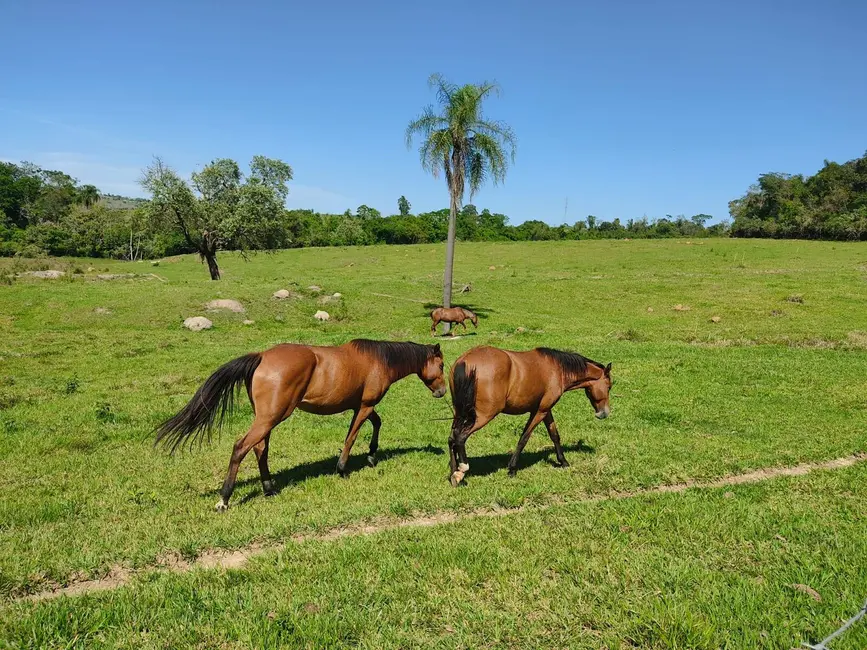 Sítio / Rancho com 3 quartos à venda, 169400m2 em Alambari, SP - imagem 1 Foto 1 de Sítio / Rancho com 3 quartos à venda, 169400m2 em Alambari, SP